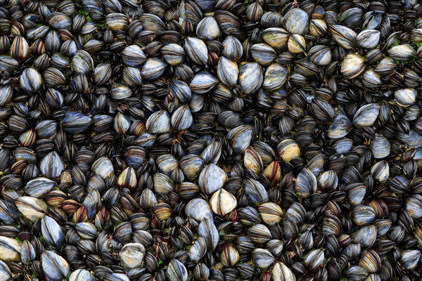 Mussels  Picture Board by chris smith