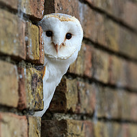 Buy canvas prints of Barn Owl  by chris smith