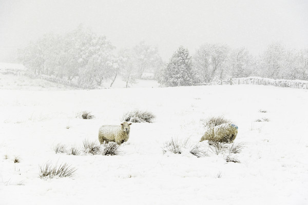 Sheep in the Snow  Picture Board by chris smith