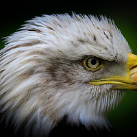 Buy canvas prints of Bald eagle  by chris smith
