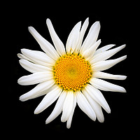 Buy canvas prints of Oxeye daisy  by chris smith