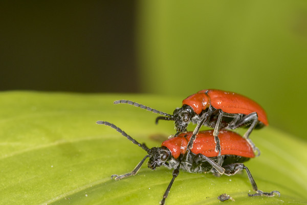 cardinal beetle (Pyrochroa coccinea)          Picture Board by chris smith
