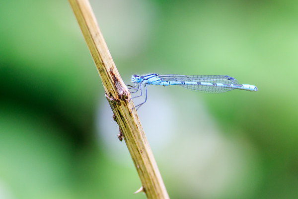 Damselfly       Picture Board by chris smith