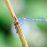 Buy canvas prints of Damselfly       by chris smith