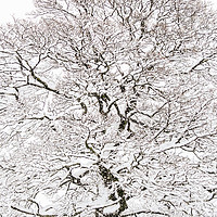 Buy canvas prints of Winter Tree  by chris smith