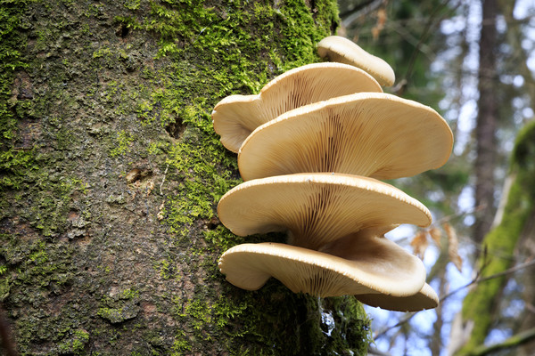 Large fungi on a tree   Picture Board by chris smith