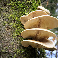Buy canvas prints of Large fungi on a tree   by chris smith