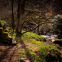 Buy canvas prints of Forest Steps     by chris smith