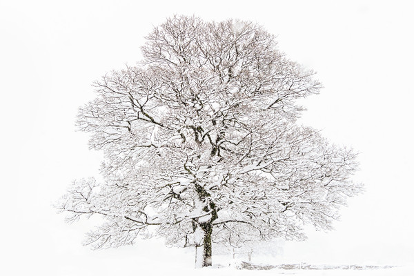 Winter Tree  Picture Board by chris smith