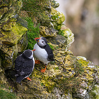Buy canvas prints of Puffin    by chris smith