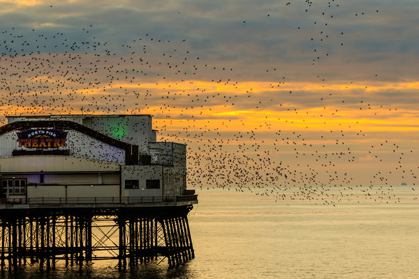 Blackpool north pier  Picture Board by chris smith