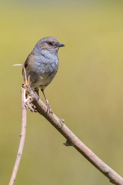 Dunnock (Prunella modularis)  Picture Board by chris smith