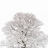 Buy canvas prints of Winter Tree by chris smith