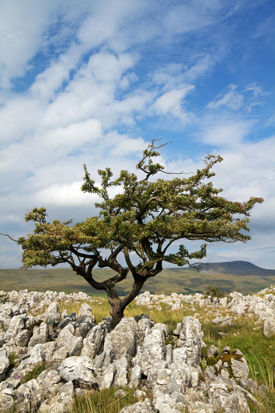 Limestone Pavement  Picture Board by chris smith