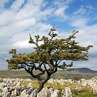 Buy canvas prints of Limestone Pavement  by chris smith