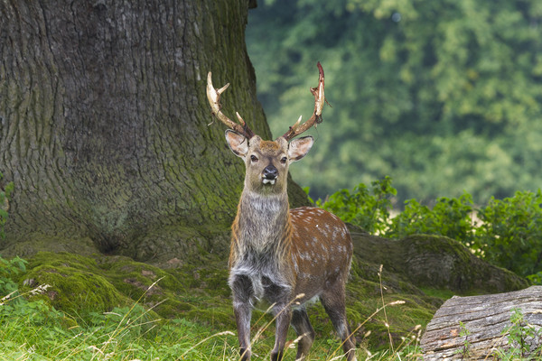 Sika Deer  (Cervus nippon)  Picture Board by chris smith