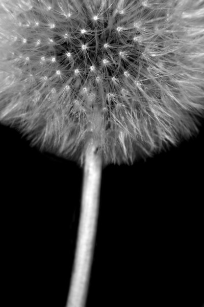 Dandelion  Picture Board by chris smith