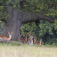 Buy canvas prints of Sika Deer  by chris smith