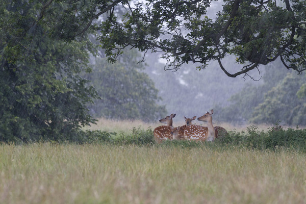 Fallow Deer  Picture Board by chris smith