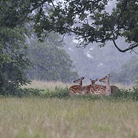 Buy canvas prints of Fallow Deer  by chris smith