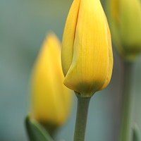 Buy canvas prints of Tulip by chris smith