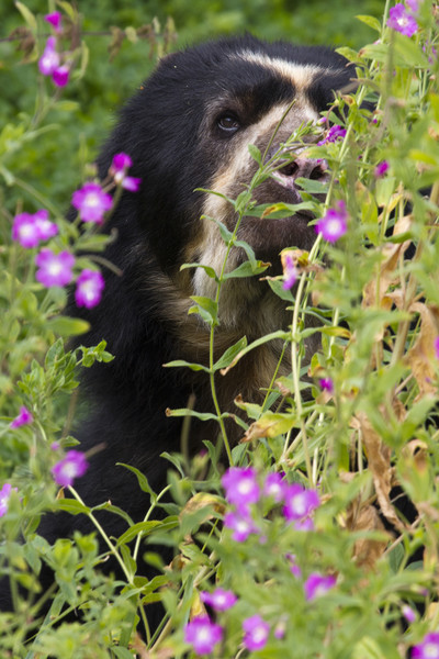 Spectacled Bear  Picture Board by chris smith