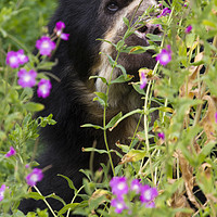 Buy canvas prints of Spectacled Bear  by chris smith