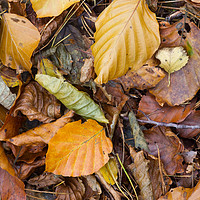 Buy canvas prints of Leafs  by chris smith