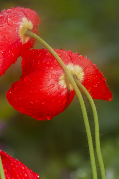 Poppy  Picture Board by chris smith