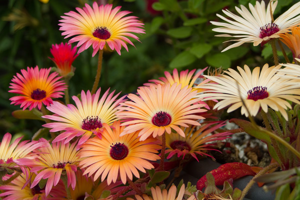Livingstone Daisies (Mesembryanthemum)  Picture Board by chris smith