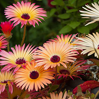 Buy canvas prints of Livingstone Daisies (Mesembryanthemum)  by chris smith