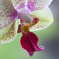 Buy canvas prints of Orchid  by chris smith