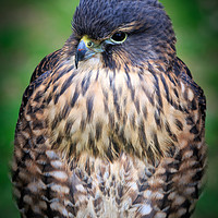 Buy canvas prints of New zealand falcon (Falco novaeseelandiae)  by chris smith