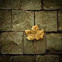 Buy canvas prints of Leafs  by chris smith