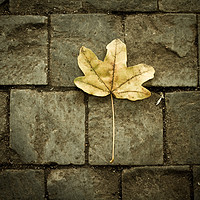 Buy canvas prints of Leaf  by chris smith