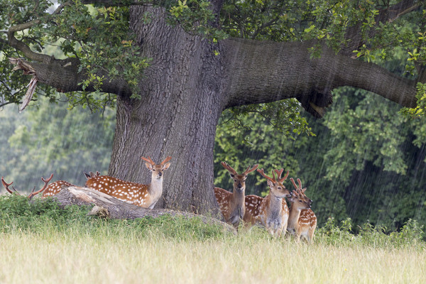Fallow Deer   Picture Board by chris smith