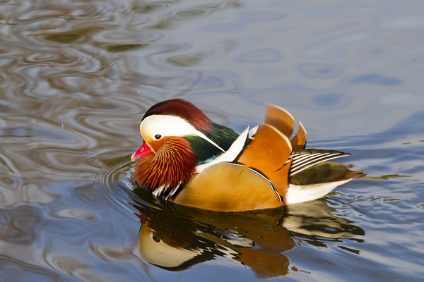 mandarin duck  Picture Board by chris smith
