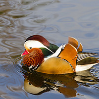 Buy canvas prints of mandarin duck  by chris smith
