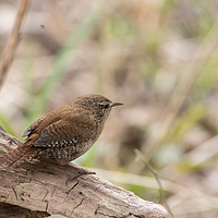 Buy canvas prints of Wren  by chris smith
