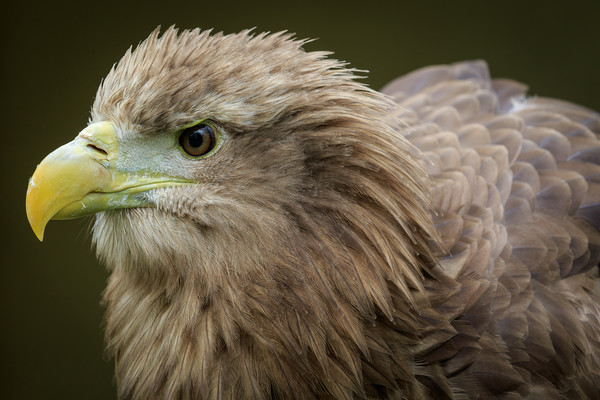 White-tailed  eagle (Haliaeetus albicilla)  Picture Board by chris smith