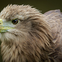 Buy canvas prints of White-tailed  eagle (Haliaeetus albicilla)  by chris smith