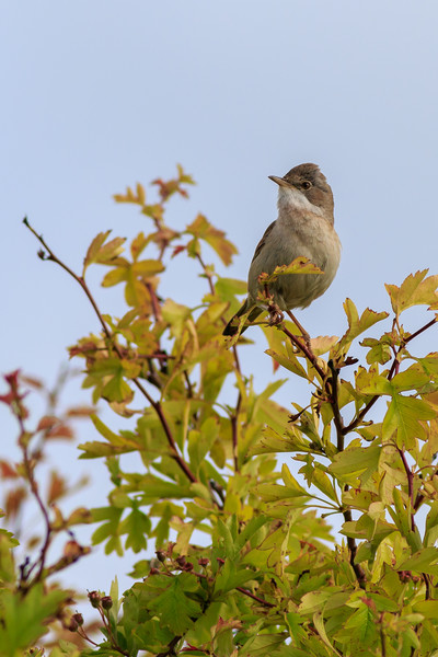 Whitethroat (Sylvia communis)  Picture Board by chris smith