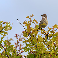 Buy canvas prints of Whitethroat (Sylvia communis)  by chris smith