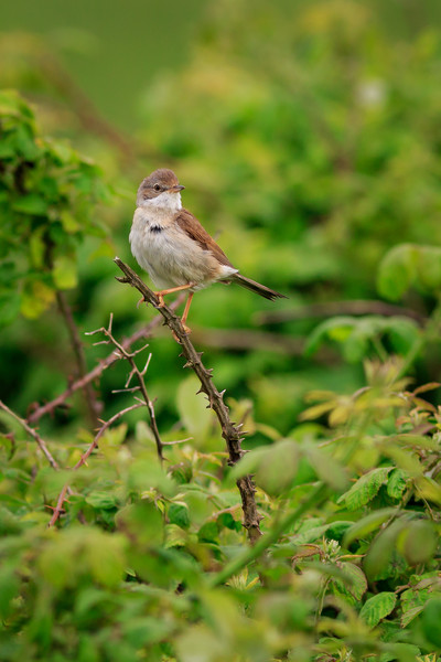 Common Whitethroat (Sylvia communis)   Picture Board by chris smith