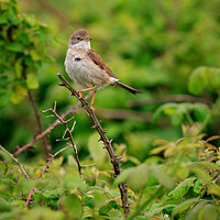 Buy canvas prints of Common Whitethroat (Sylvia communis)   by chris smith