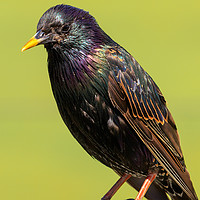Buy canvas prints of Starling  by chris smith
