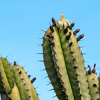 Buy canvas prints of cactus flower  by chris smith