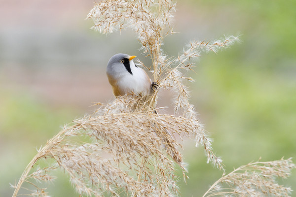 Bearded Tit ( Panurus biarmicus )    Picture Board by chris smith