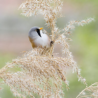 Buy canvas prints of Bearded Tit ( Panurus biarmicus )    by chris smith