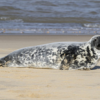 Buy canvas prints of Grey seal   by chris smith